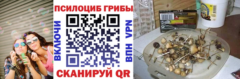 гидра ссылка  Ставрополь  Псилоцибиновые грибы Psilocybe 